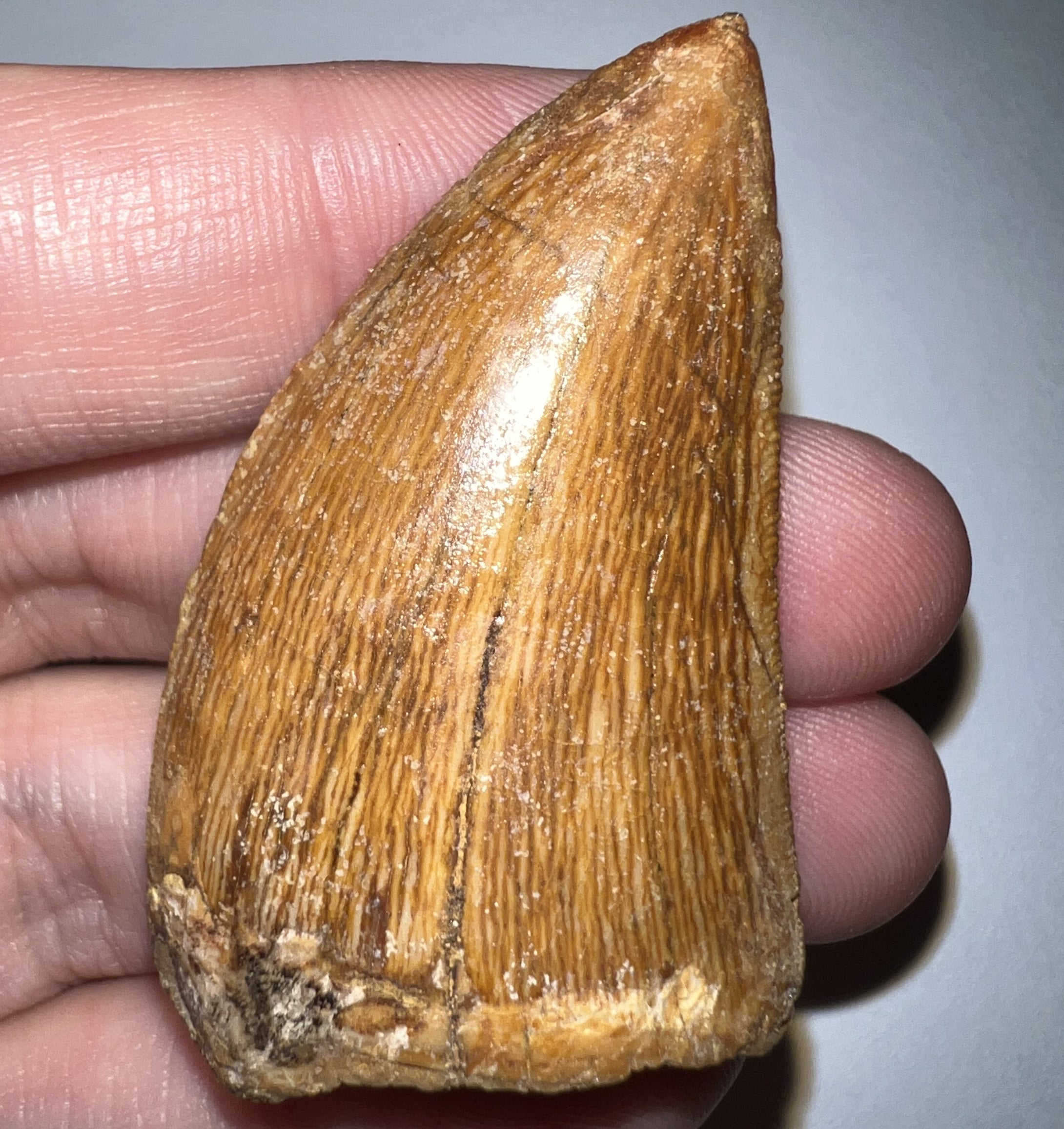 Carcharodontosaur Tooth 1.99 Inches No Repair
