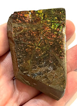 Load image into Gallery viewer, Ammolite Ammonite Gem Stone from Alberta 3.1 Inches
