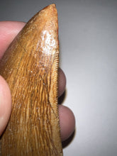 Load image into Gallery viewer, Carcharodontosaur Tooth 1.99 Inches No Repair
