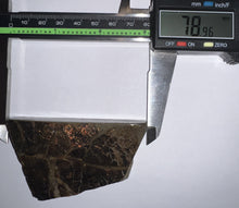 Load image into Gallery viewer, Ammolite Ammonite Gem Stone from Alberta 3.1 Inches
