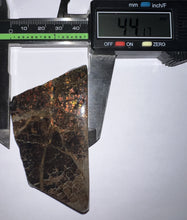 Load image into Gallery viewer, Ammolite Ammonite Gem Stone from Alberta 3.1 Inches
