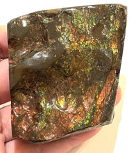 Load image into Gallery viewer, Ammolite Ammonite Gem Stone from Alberta 2.9 Inches
