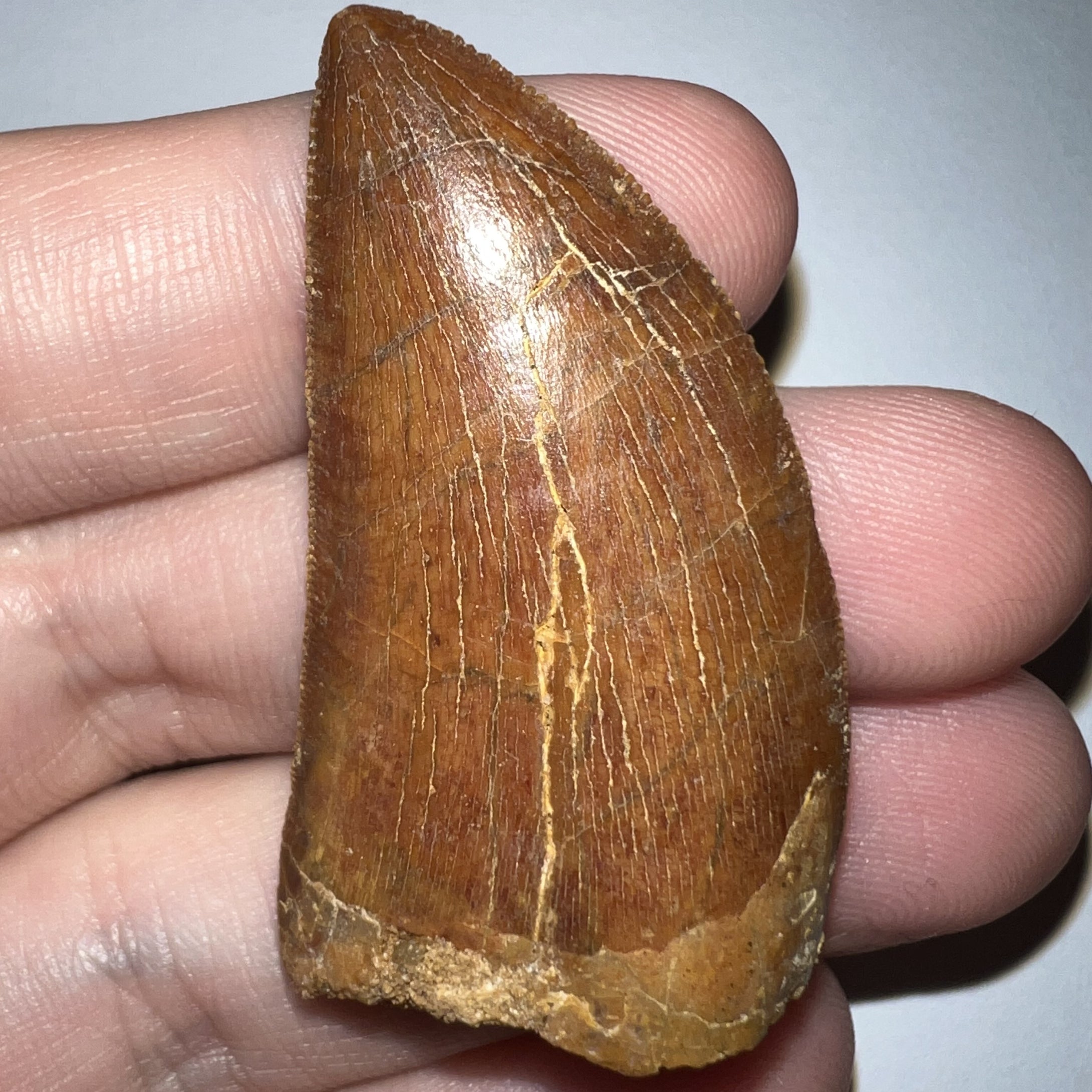 Carcharodontosaur Fossil Tooth 1.83 Inches No Repair Incredible Serrations