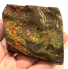 Load image into Gallery viewer, Ammolite Ammonite Gem Stone from Alberta 2.9 Inches

