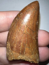 Load image into Gallery viewer, Carcharodontosaur Fossil Tooth 1.83 Inches No Repair Incredible Serrations
