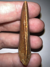 Load image into Gallery viewer, Carcharodontosaur Fossil Tooth 1.83 Inches No Repair Incredible Serrations
