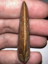 Load image into Gallery viewer, Carcharodontosaur Fossil Tooth 1.83 Inches No Repair Incredible Serrations
