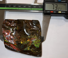 Load image into Gallery viewer, Ammolite Ammonite Gem Stone from Alberta 2.9 Inches
