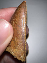 Load image into Gallery viewer, Carcharodontosaur Fossil Tooth 1.83 Inches No Repair Incredible Serrations
