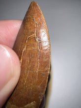 Load image into Gallery viewer, Carcharodontosaur Fossil Tooth 1.83 Inches No Repair Incredible Serrations
