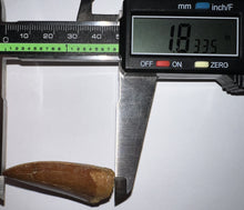 Load image into Gallery viewer, Carcharodontosaur Fossil Tooth 1.83 Inches No Repair Incredible Serrations
