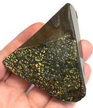 Load image into Gallery viewer, Ammolite Ammonite Gem Stone from Alberta 3 Inches
