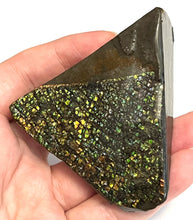 Load image into Gallery viewer, Ammolite Ammonite Gem Stone from Alberta 3 Inches
