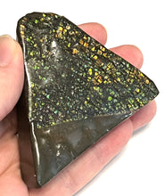 Load image into Gallery viewer, Ammolite Ammonite Gem Stone from Alberta 3 Inches

