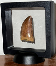 Load image into Gallery viewer, Carcharodontosaur Fossil Tooth 1.83 Inches No Repair Incredible Serrations
