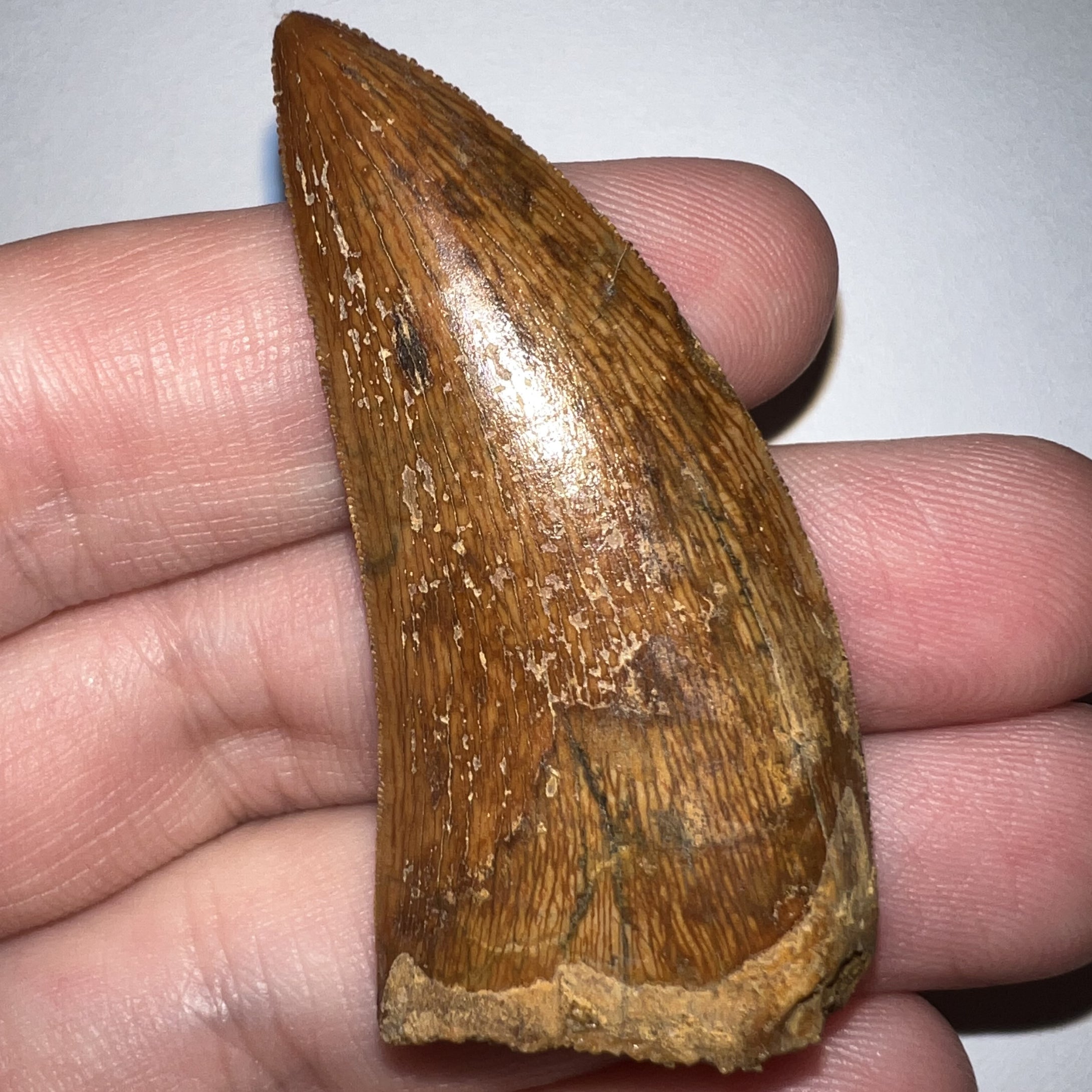 Large Carcharodontosaur Fossil Tooth 2.1 Inches No Repair