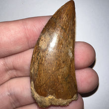 Load image into Gallery viewer, Large Carcharodontosaur Fossil Tooth 2.1 Inches No Repair
