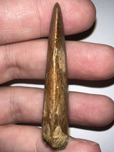 Load image into Gallery viewer, Large Carcharodontosaur Fossil Tooth 2.1 Inches No Repair
