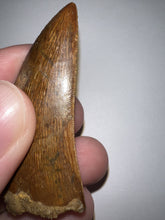 Load image into Gallery viewer, Large Carcharodontosaur Fossil Tooth 2.1 Inches No Repair
