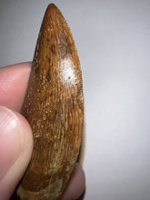 Load image into Gallery viewer, Large Carcharodontosaur Fossil Tooth 2.1 Inches No Repair
