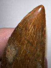 Load image into Gallery viewer, Large Carcharodontosaur Fossil Tooth 2.1 Inches No Repair
