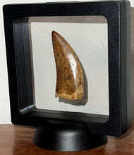 Load image into Gallery viewer, Large Carcharodontosaur Fossil Tooth 2.1 Inches No Repair
