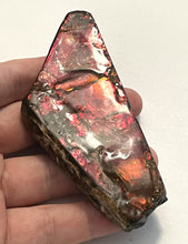 Load image into Gallery viewer, Ammolite Ammonite Gem Stone from Alberta 4.25 Inches
