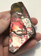 Load image into Gallery viewer, Ammolite Ammonite Gem Stone from Alberta 4.25 Inches
