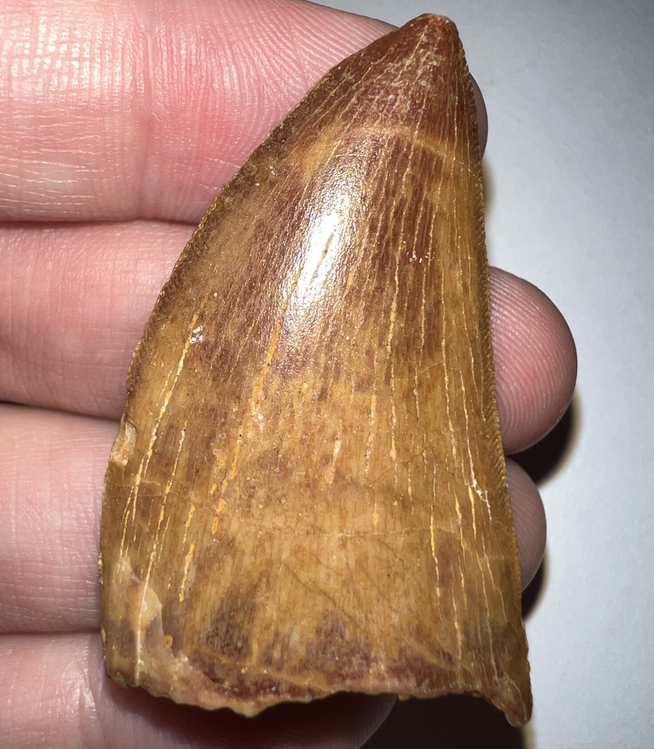 Carcharodontosaur Fossil Tooth 1.83 Inches No Repair