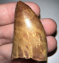 Load image into Gallery viewer, Carcharodontosaur Fossil Tooth 1.83 Inches No Repair
