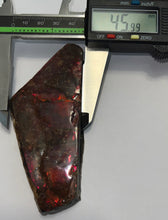 Load image into Gallery viewer, Ammolite Ammonite Gem Stone from Alberta 4.25 Inches
