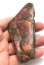 Load image into Gallery viewer, Ammolite Ammonite Gem Stone from Alberta 4.25 Inches
