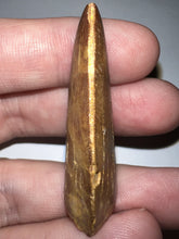 Load image into Gallery viewer, Carcharodontosaur Fossil Tooth 1.83 Inches No Repair
