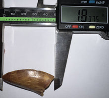 Load image into Gallery viewer, Carcharodontosaur Fossil Tooth 1.83 Inches No Repair
