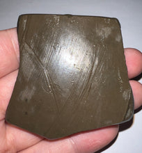 Load image into Gallery viewer, Ammolite Ammonite Gem Stone from Alberta with Mosasaur Bite Marks 2.15 Inches
