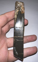 Load image into Gallery viewer, Ammolite Ammonite Gem Stone from Alberta 4.25 Inches
