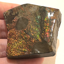 Load image into Gallery viewer, Ammolite Ammonite Gem Stone from Alberta with Mosasaur Bite Marks 2.15 Inches
