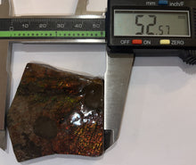 Load image into Gallery viewer, Ammolite Ammonite Gem Stone from Alberta with Mosasaur Bite Marks 2.15 Inches
