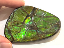 Load image into Gallery viewer, Ammolite Ammonite Gem Stone from Alberta 2.7 Inches
