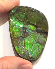 Load image into Gallery viewer, Ammolite Ammonite Gem Stone from Alberta 2.7 Inches
