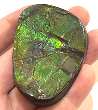 Load image into Gallery viewer, Ammolite Ammonite Gem Stone from Alberta 2.7 Inches

