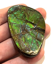 Load image into Gallery viewer, Ammolite Ammonite Gem Stone from Alberta 2.7 Inches
