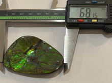 Load image into Gallery viewer, Ammolite Ammonite Gem Stone from Alberta 2.7 Inches

