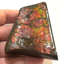 Load image into Gallery viewer, Ammolite Ammonite Gem Stone from Alberta with Mosasaur Bite Marks 3.1 Inches
