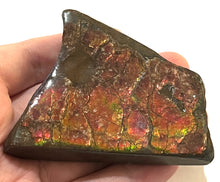 Load image into Gallery viewer, Ammolite Ammonite Gem Stone from Alberta with Mosasaur Bite Marks 3.1 Inches
