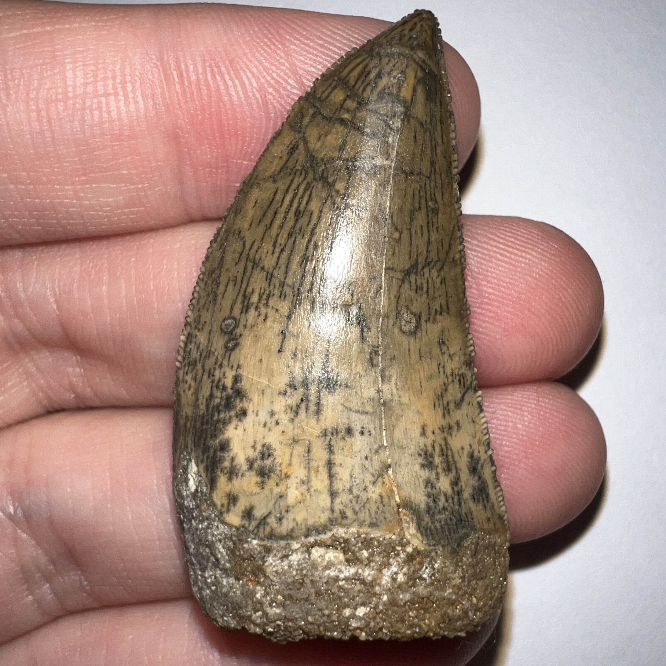 Carcharodontosaur Fossil Tooth 1.83 Inches No Repair Incredible Serrations Rare Blue Color