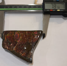 Load image into Gallery viewer, Ammolite Ammonite Gem Stone from Alberta with Mosasaur Bite Marks 3.1 Inches
