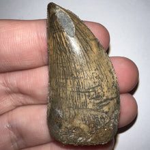 Load image into Gallery viewer, Carcharodontosaur Fossil Tooth 1.83 Inches No Repair Incredible Serrations Rare Blue Color
