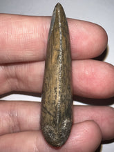 Load image into Gallery viewer, Carcharodontosaur Fossil Tooth 1.83 Inches No Repair Incredible Serrations Rare Blue Color
