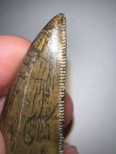 Load image into Gallery viewer, Carcharodontosaur Fossil Tooth 1.83 Inches No Repair Incredible Serrations Rare Blue Color
